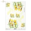 krokus, żółty kwiat, ogród, łąka, wiosna, R898, crocus, yellow flower, garden, meadow, spring, Krokus, gelbe Blume, Garten, Wiese, Frühling, azafrán, flor amarilla, jardín, prado, primavera